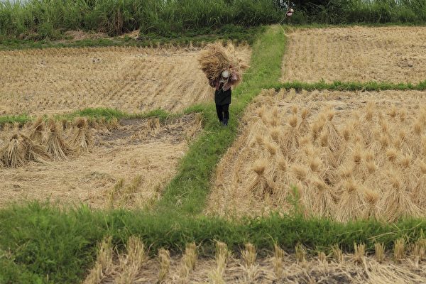 ‘Vựa lúa’ lao đao, nông dân tuyệt vọng, an ninh lương thực Trung Quốc đáng lo ngại