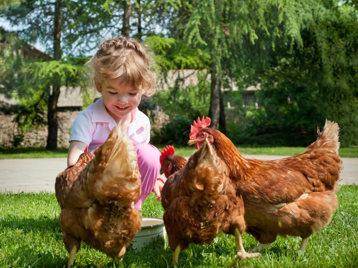 Giới thiệu cho con bạn thế giới độc đáo của việc nuôi gà lấy trứng