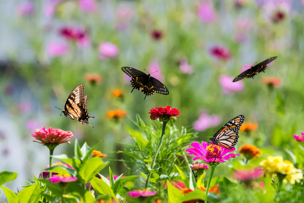 Cách để thu hút các loài thụ phấn đến khu vườn của bạn