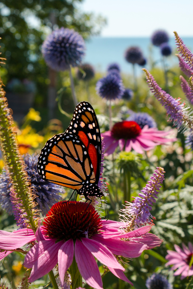 Mang những loài bướm khác nhau đến sân vườn của bạn bằng cách trồng các loại cây ký chủ phù hợp với chúng. (Ảnh: Media Marketing/Shutterstock)
