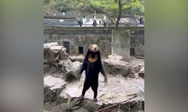 Một con gấu chó tại Sở thú Hàng Châu ở thành phố Hàng Châu, Trung Quốc, vào ngày 05/04/2022. (Ảnh: AP/Ảnh chụp màn hình qua NTD)
