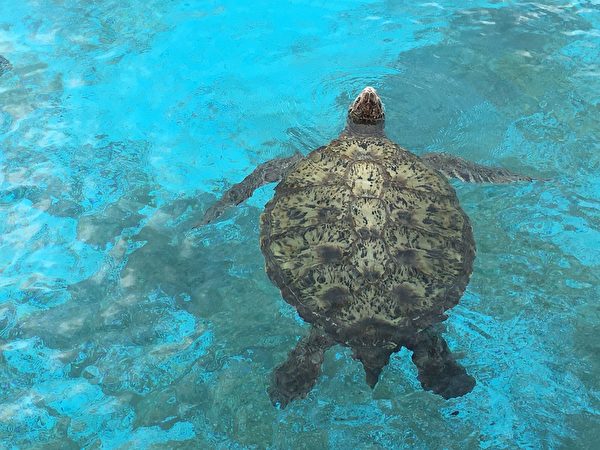 Rùa biển khổng lồ. (Ảnh: pixabay)