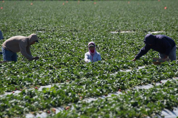 Lao động nhập cư thu hoạch dâu tây tại một trang trại gần Oxnard, California, hồi tháng Ba vừa qua. Một dự luật nông nghiệp cập nhật gần đây đã không được Hạ viện thông qua hôm 20/06. Dự luật nông nghiệp hiện tại sẽ hết hạn vào ngày 30/09. (Ảnh: Joe Klamar/AFP/Getty Images)
