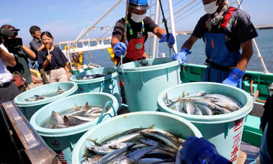 Công nhân ngư nghiệp dỡ hải sản đánh bắt được bằng lưới kéo xa bờ tại cảng Matsukawaura ở thành phố Soma, quận Fukushima, hôm 01/09/2023. (Ảnh: JIJI Press/AFP qua Getty Images)