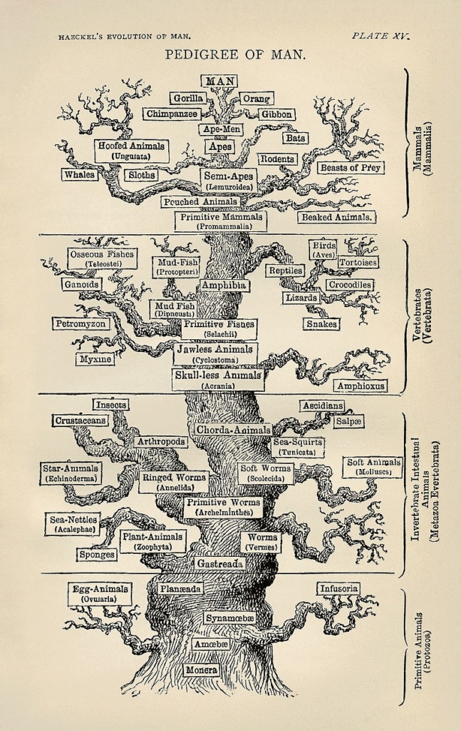 Cây tiến hóa hệ thống nhân loại do ông Haeckel vẽ vào năm 1866. (Cây sự sống mà Haeckel nhìn thấy trong Sự tiến hóa của loài người. Tác giả Ernst Haeckel – Phiên bản đầu tiên từ en.wikipedia. Các phiên bản sau bắt nguồn từ bản quét này, từ Bảo tàng Hiệp hội Triết học Hoa Kỳ). (Ảnh: Tài sản công)
