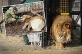 Con sư tử đực có tên “Ruben” hiện nay 15 tuổi, đã bị giam cầm trong một lồng nhỏ suốt 15 năm. Gần đây, với sự giúp đỡ của Tổ chức bảo vệ động vật Quốc tế và công ty hàng không, cuối cùng nó đã trở về quê nhà ấm áp ở Nam Phi để được chăm sóc đến cuối đời. (Ảnh do Animal Defenders International cung cấp)