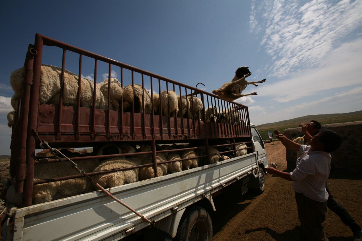 Những người chăn cừu ném một con cừu để bán lên một chiếc xe tải tại xã Dược Tiến (Yuejin) ở Nội Mông, ngày 08/08/2006. (Ảnh: China Photos/Getty Images)