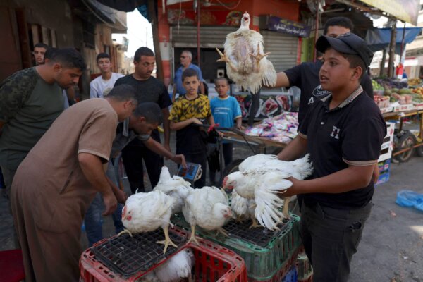 Một người Palestine phải bán gà còn sống do thiếu điện để giết mổ, tại trại tị nạn Rafah, phía nam Dải Gaza, hôm 15/10/2023. (Ảnh: Mohammed Abed/AFP qua Getty Images)