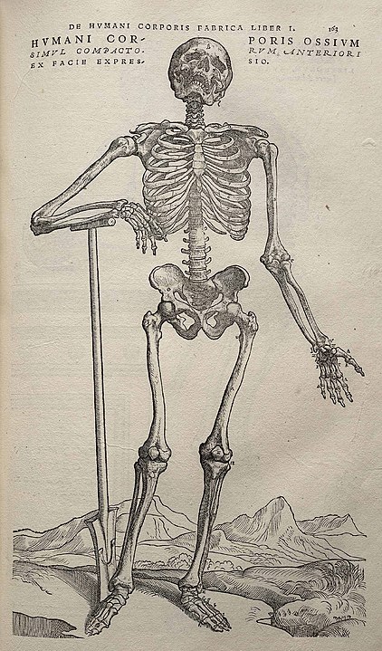 Hình minh họa trong cuốn “De Humani Corporis Fabrica Libri Septem” của Vesalius. (Ảnh: Tài sản công)
