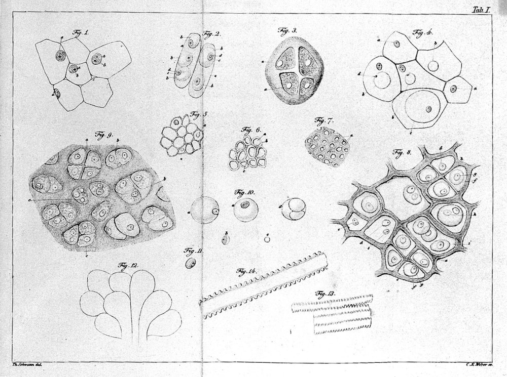 Hình ảnh các tế bào được nhìn thấy dưới kính hiển vi của nhà sinh lý học người Đức Theodor Schwann (Ảnh: Tài sản công)