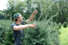 Một người đàn ông cắt tỉa cây trước mùa Giáng Sinh tại một trang trại cây ở Maine. (Ảnh: Được đăng dưới sự cho phép của Hiệp hội Cây Giáng Sinh Maine)