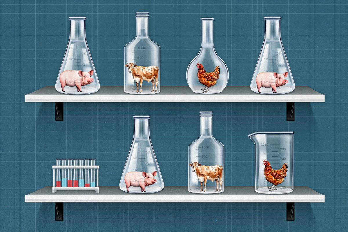 Được FDA Hoa Kỳ chấp thuận, thịt nuôi cấy trong phòng thí nghiệm gây tranh cãi đã trở thành hiện thực