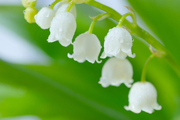 Ở Ba Tư, hoa linh lan thường được sử dụng làm nước hoa. (Ảnh: Shutterstock)