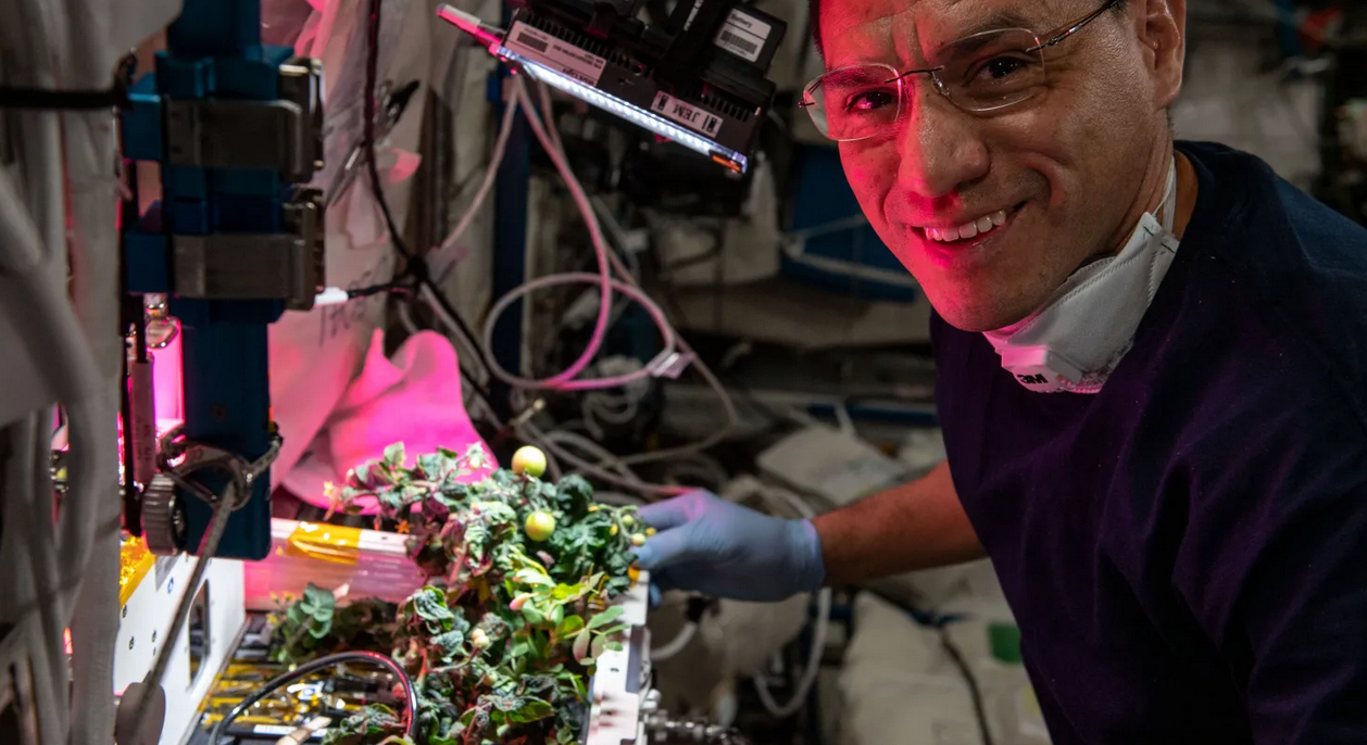 Phi hành gia Rubio đang kiểm tra cây trồng trong thí nghiệm XROOTS. (Ảnh chụp màn hình từ trang web của NASA)