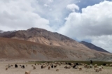 Một đàn dê pashmina đang gặm cỏ trong một thung lũng ở Changthang, phía đông Ladakh, vào ngày 22/06/2021. (Ảnh: Venus Upadhayaya/Epoch Times)