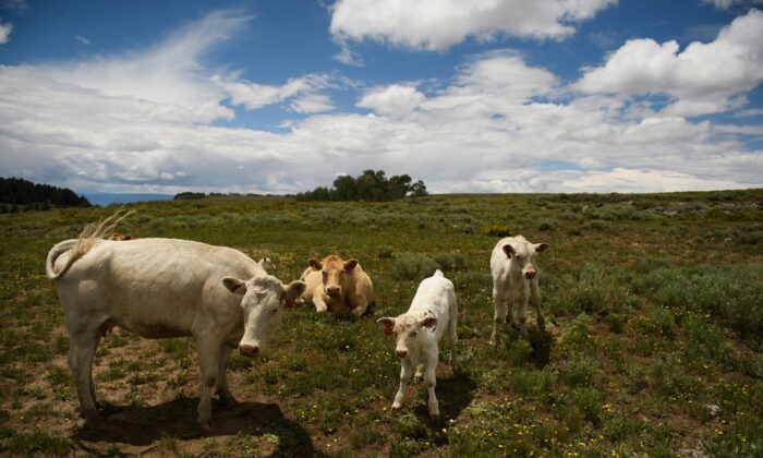 Thịt bò đâu cả rồi? Số lượng gia súc ở Hoa Kỳ giảm xuống mức thấp nhất trong nhiều thập niên