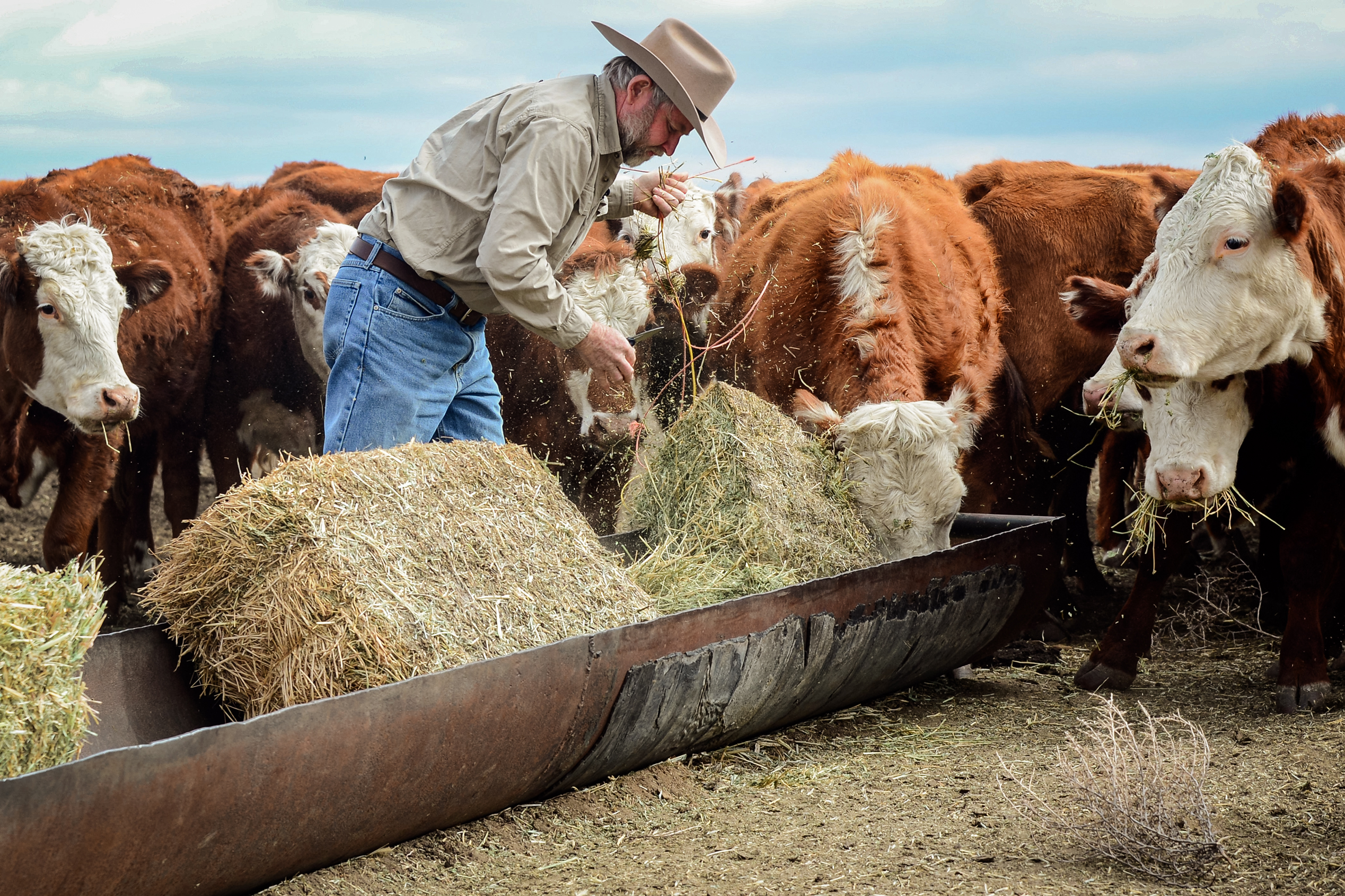 Chủ trang trại Nathan Carver thả những kiện cỏ khô xuống cho đàn gia súc của mình ăn tại trang trại mà gia đình ông đã sở hữu suốt năm thế hệ ở ngoại ô Delano, California, ngày 03/02/2014. (Ảnh: Frederic J. Brown/AFP qua Getty Images)