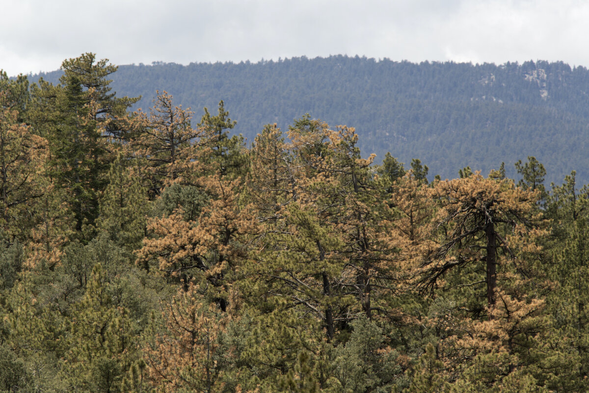 Rừng Quốc gia Los Padres gần Công viên Frazier, California. (Ảnh: David McNew/Getty Images)