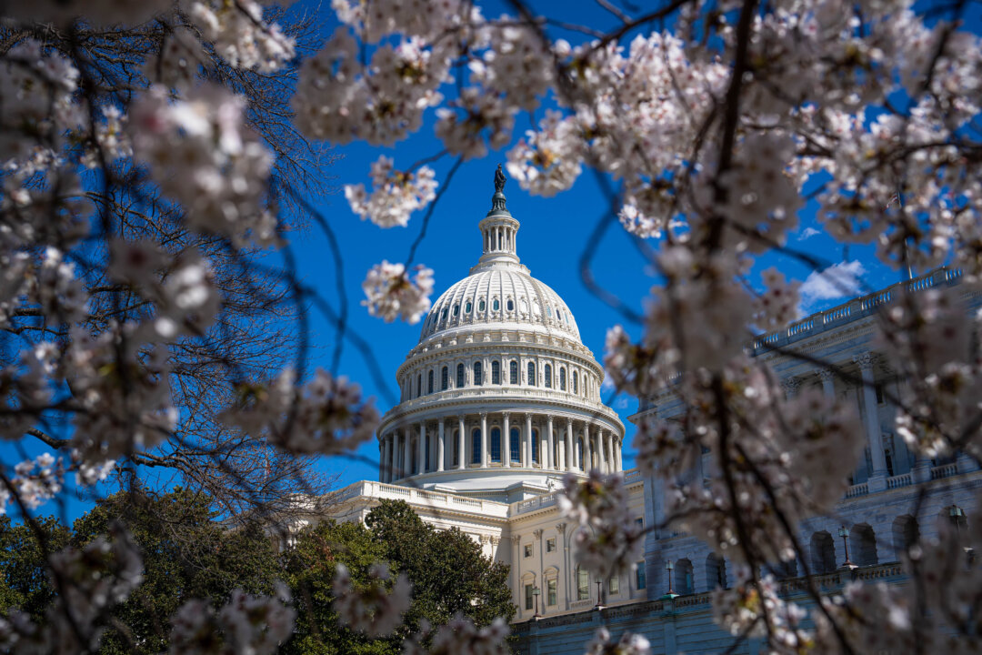 Tòa nhà Quốc hội Hoa Kỳ trong mùa hoa anh đào ở Hoa Thịnh Đốn hôm 20/03/2024. (Ảnh: Madalina Vasiliu/The Epoch Times)