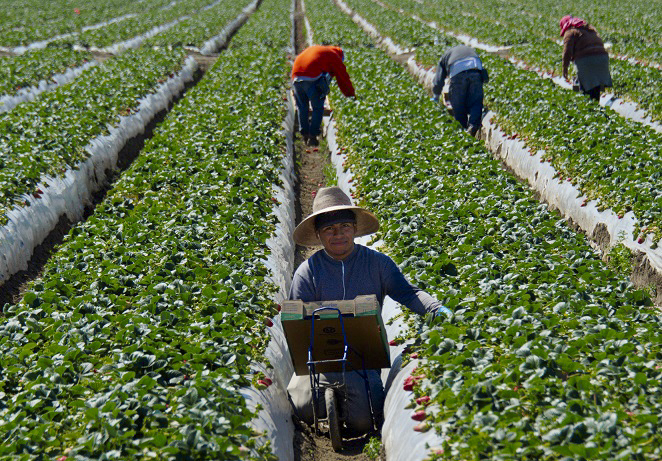 Công nhân nhập cư thu hoạch dâu tây tại một trang trại gần Oxnard, California. (Ảnh: Joe Klamar/AFP qua Getty Images)