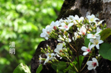 Hoa Trẩu trắng - hoa của tiết Thanh Minh (Ảnh: Tô Ngọc Phân/ Epoch Times)