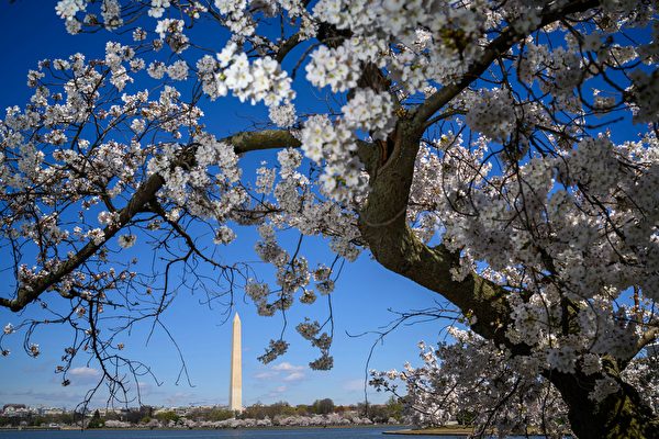 Nhật Bản sẽ tặng 250 cây hoa anh đào cho Hoa Thịnh Đốn nhân dịp kỷ niệm 250 năm thành lập Mỹ quốc