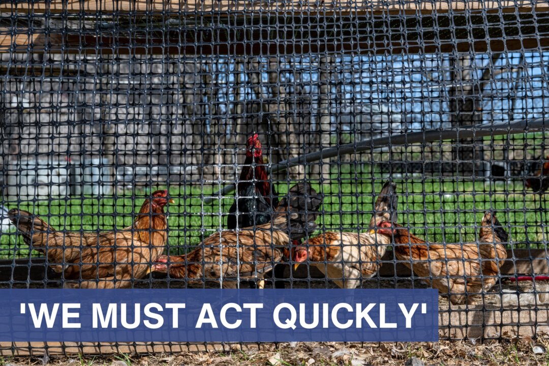 Hoa Kỳ: Nhà sản xuất trứng lớn phát hiện virus cúm gia cầm, phải tiêu hủy gần 2 triệu con gà