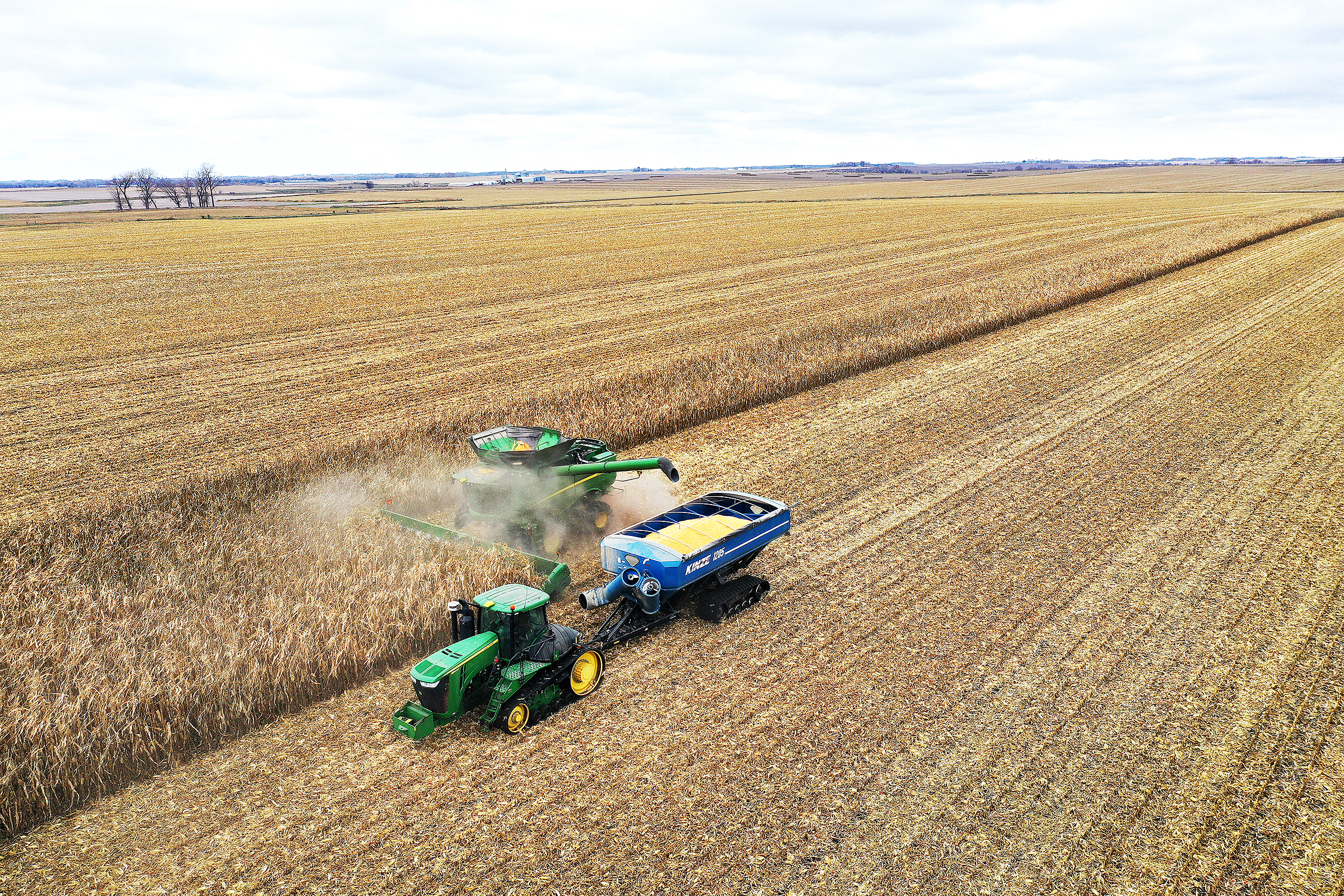 Nông dân thu hoạch bắp vào ngày 31/10/2023, gần McIntire, Iowa. Lệnh cấm bắp biến đổi gen có thể gây ra làn sóng chấn động trong ngành nông nghiệp Mỹ. (Ảnh: Scott Olson/Getty Images)