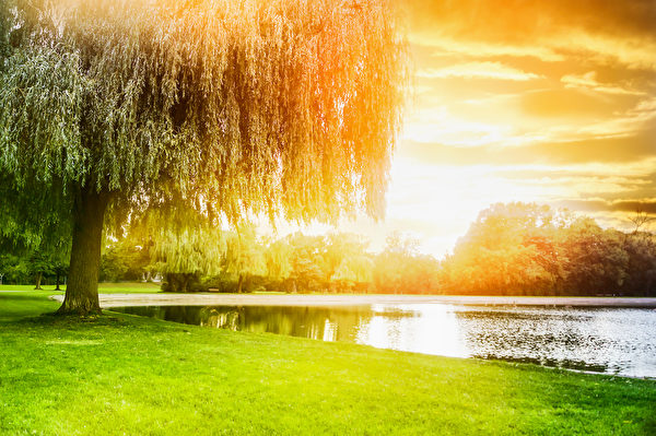 Trong dịp tết Thanh Minh, cây liễu là hiện thân của sức sống và sự hồi sinh. (Ảnh: Shutterstock)