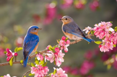 Nghiên cứu: Ngắm nhìn chim chóc cải thiện sức khỏe tâm thần cho sinh viên đại học